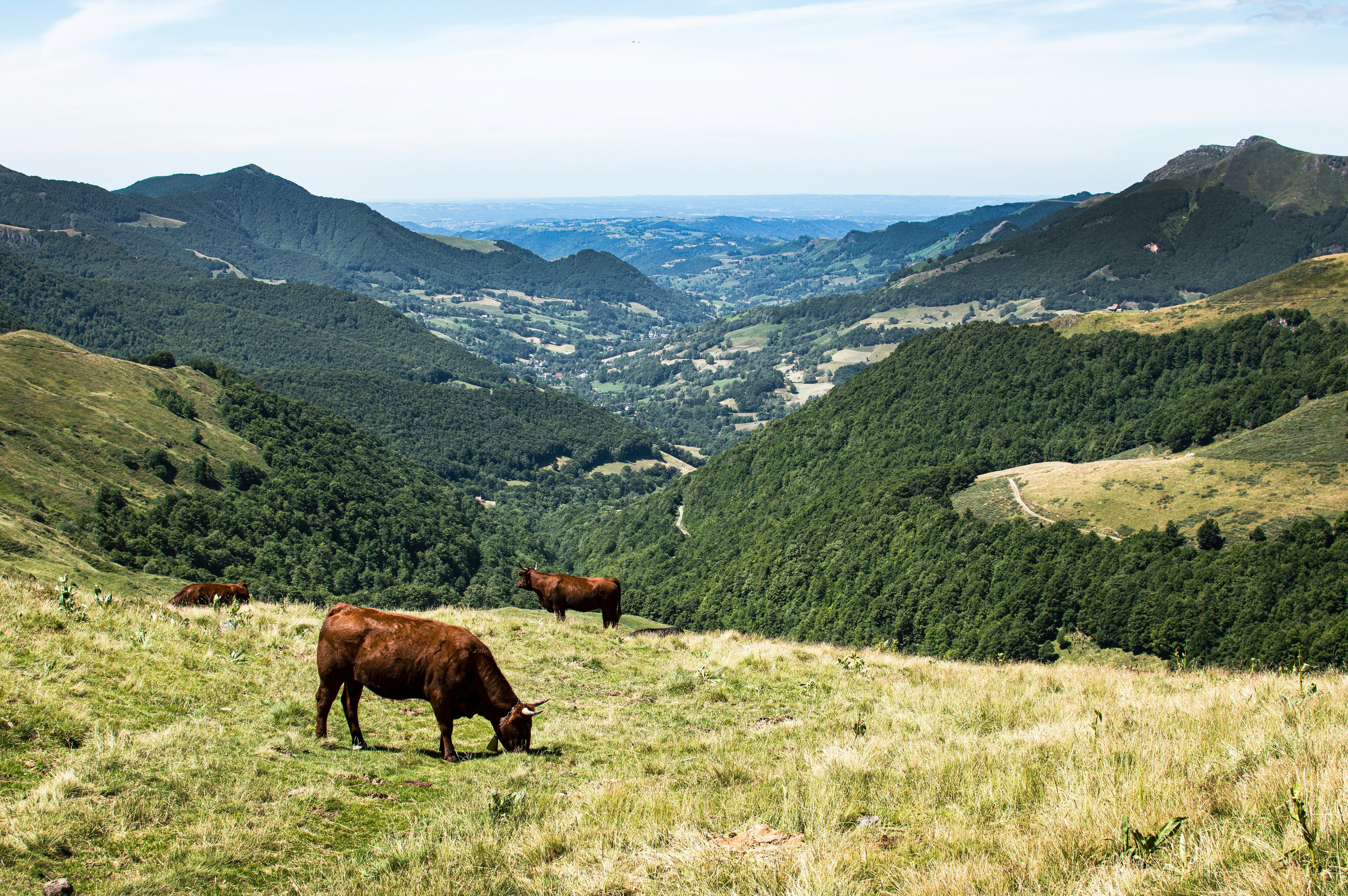Organiser un team building à Cantal