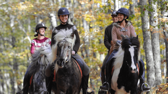 Mixte d'activité cheval/calèche/VTT 