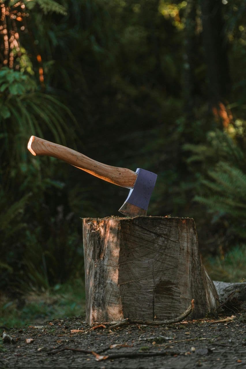 An axe embedded in a tree stump in a lush forest, ideal for an outdoor team building activity.