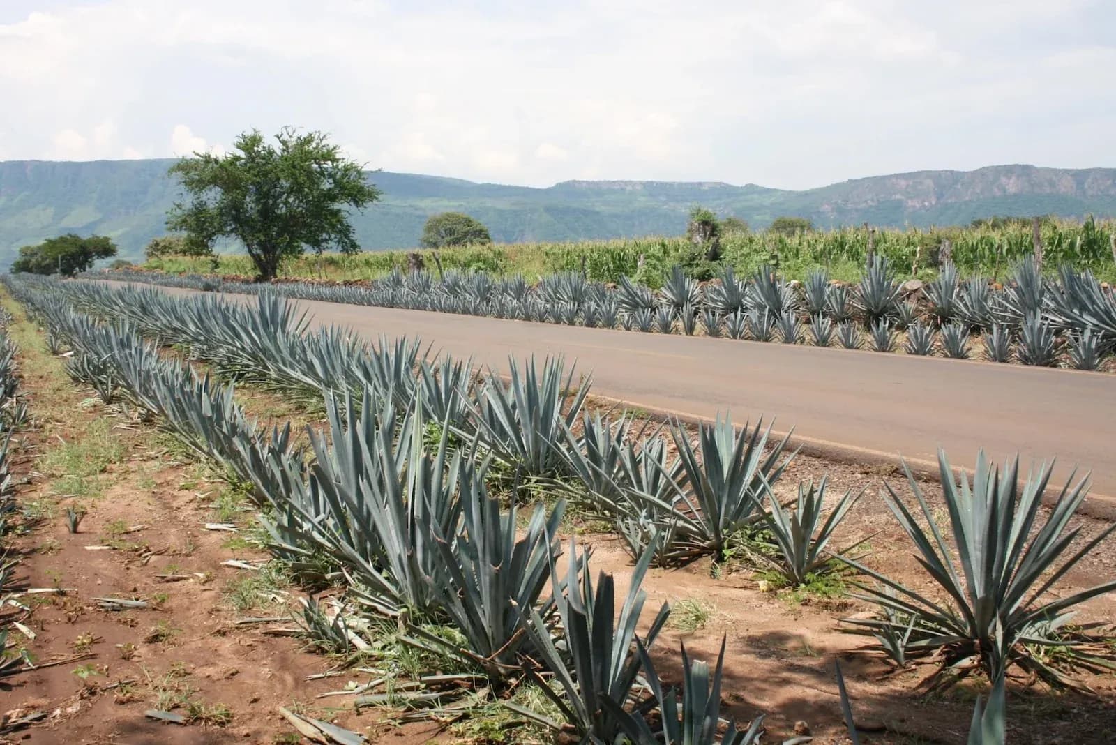 Jalisco