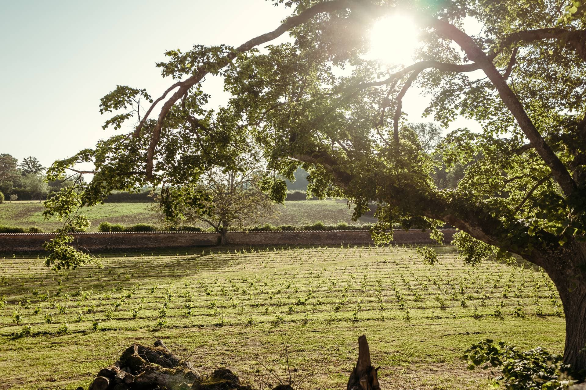 Le Clos des Dames de Lancharre 53
