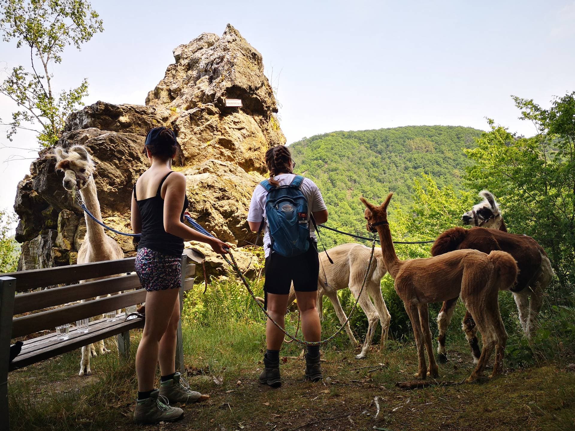 Alpakas & Lamas am Wildstein 1
