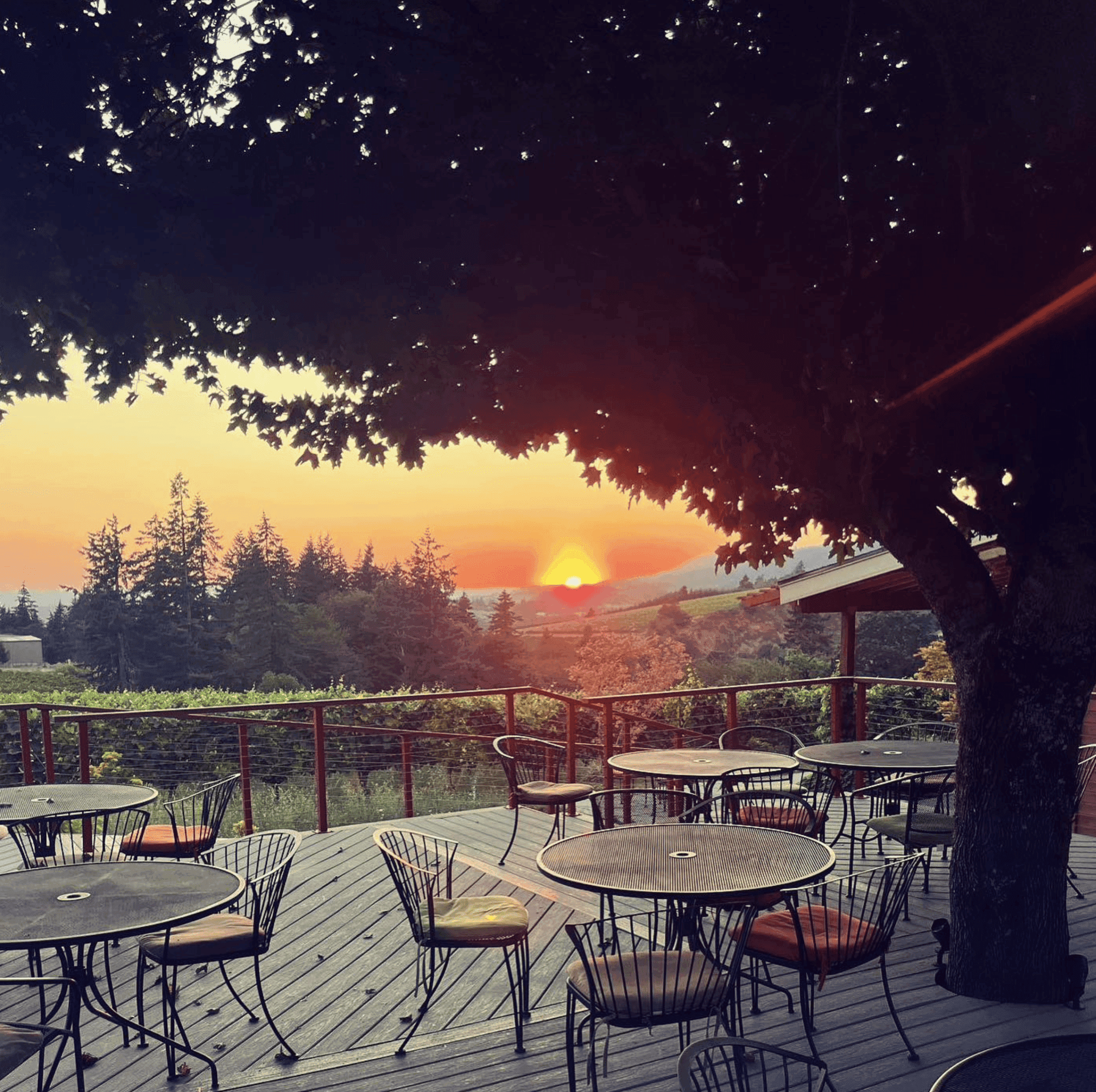 Archer Vineyard 4