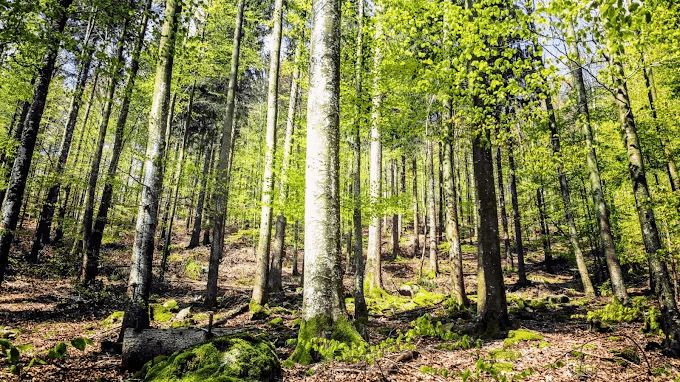 Wald-Abenteuer 