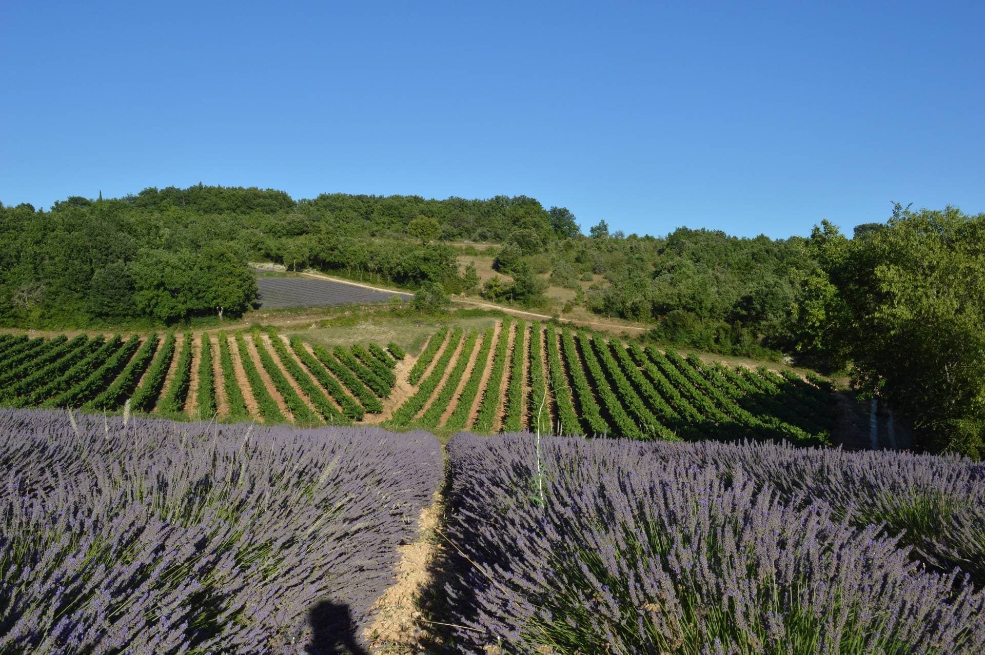 Le clos des Taulelles 16