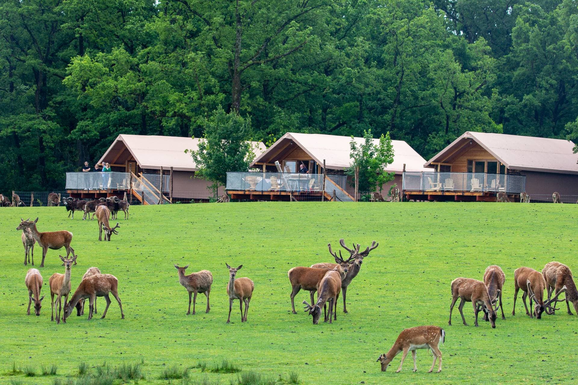 Parc Animalier de Sainte Croix 6