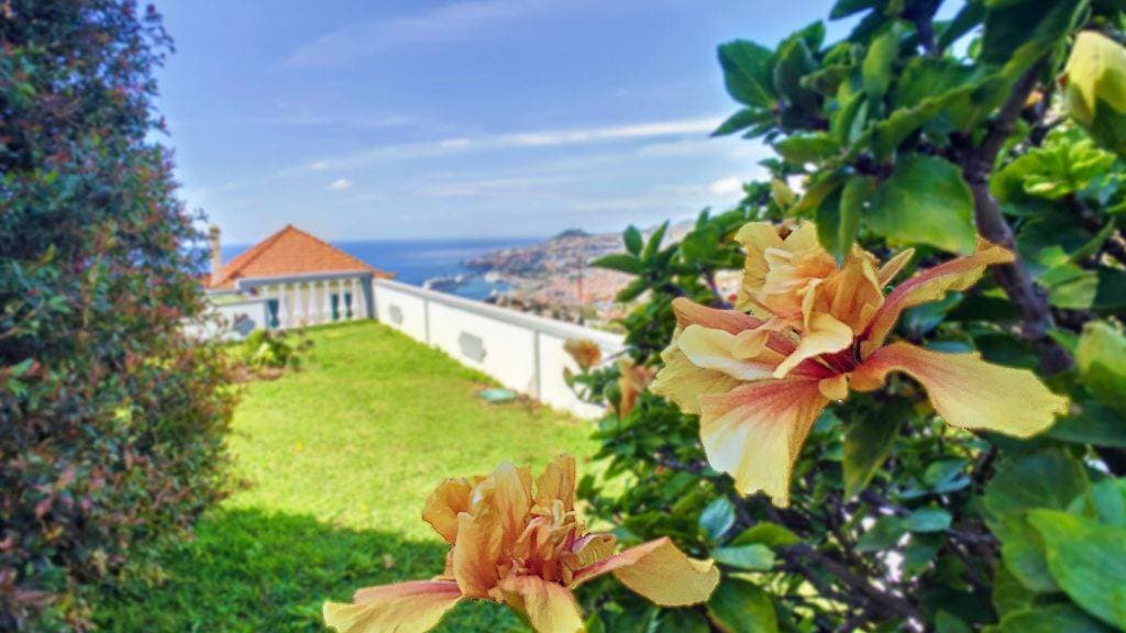 Avocado Villa 9