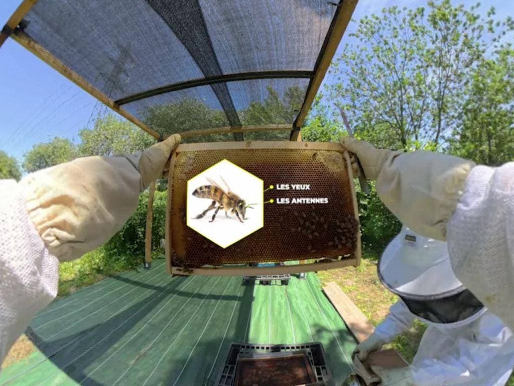 Film 360° - Les abeilles