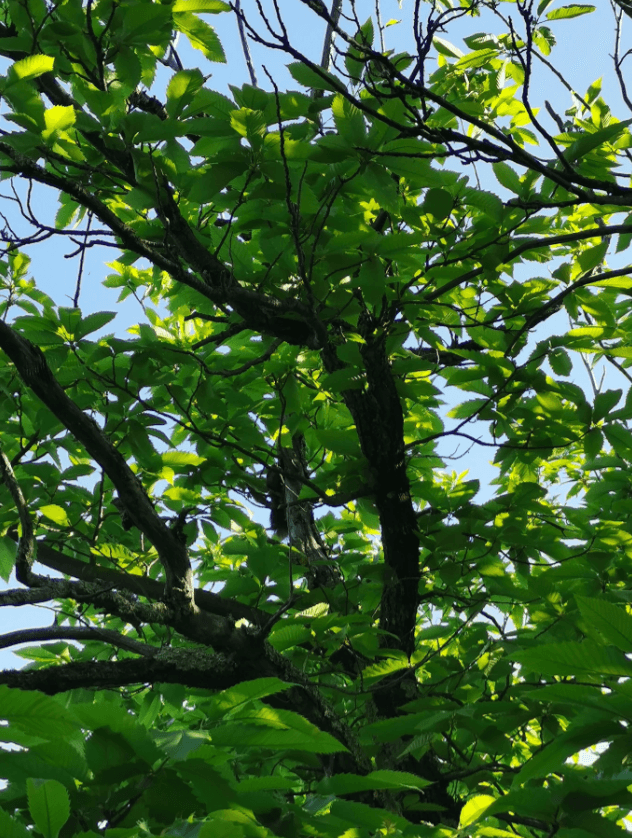 Le Domaine Le Verdier 38