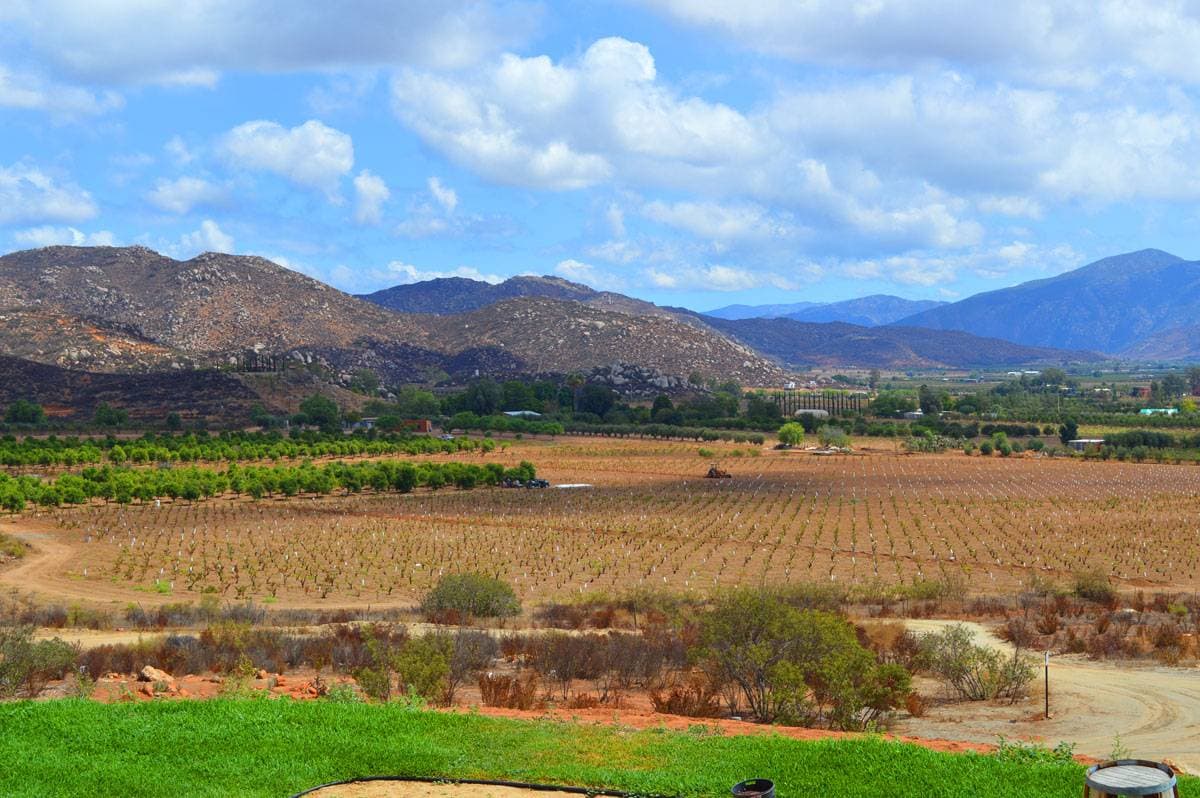 Decantos Vinícola 13