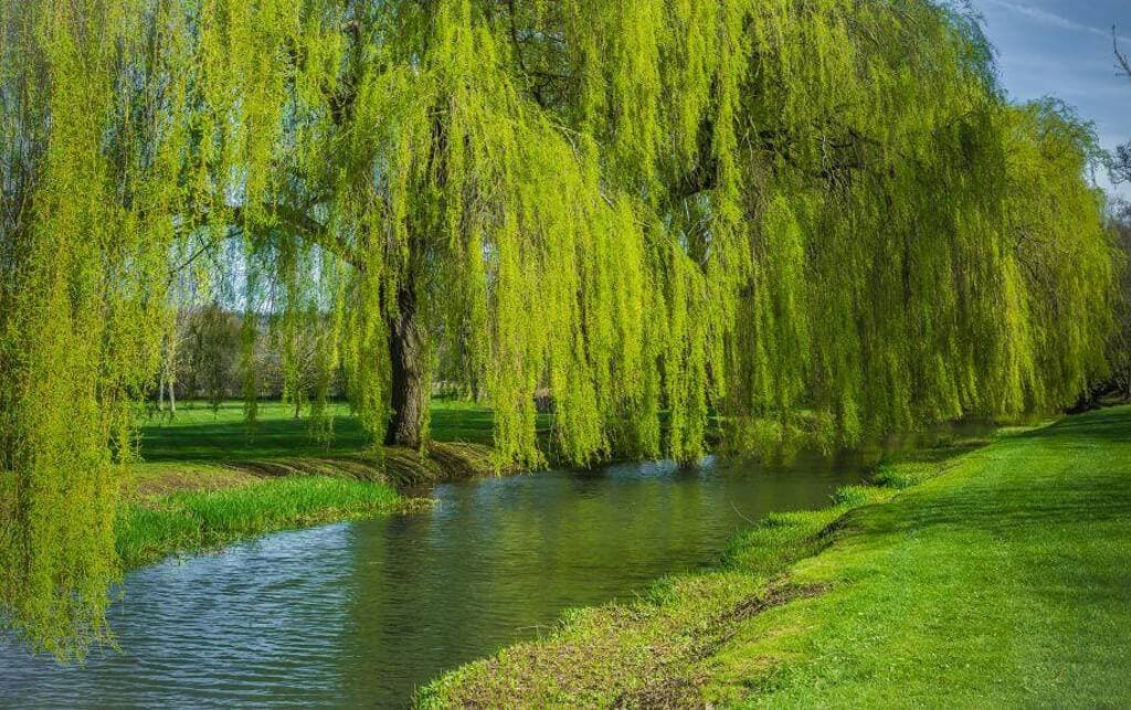 The Elvetham 20