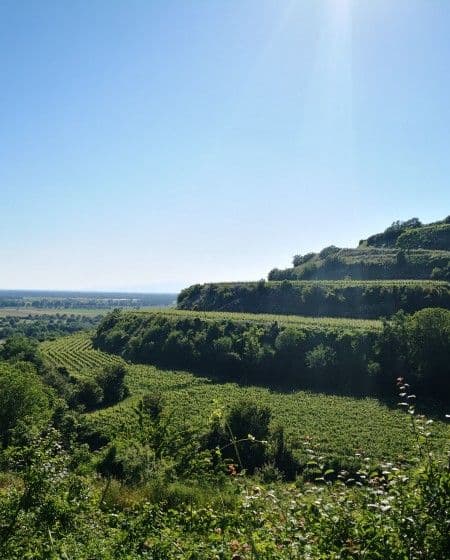 Hotel Schloss Reinach 6