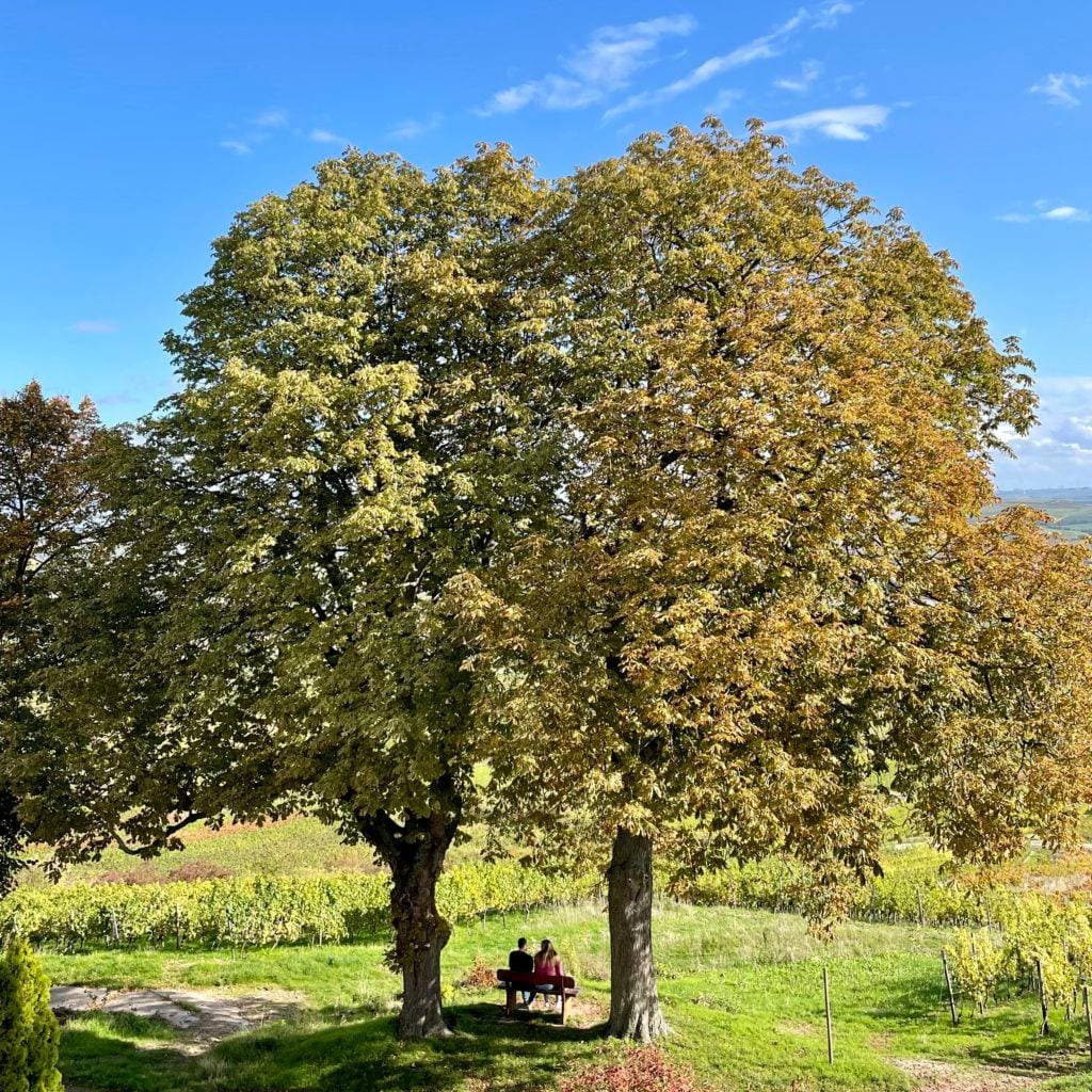 Hofgut Wißberg – Das Weinberghotel 17