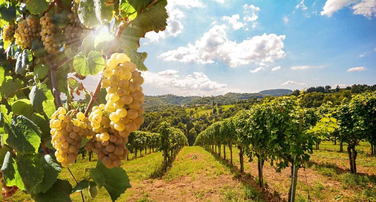 Hofgut Wißberg – Das Weinberghotel 7
