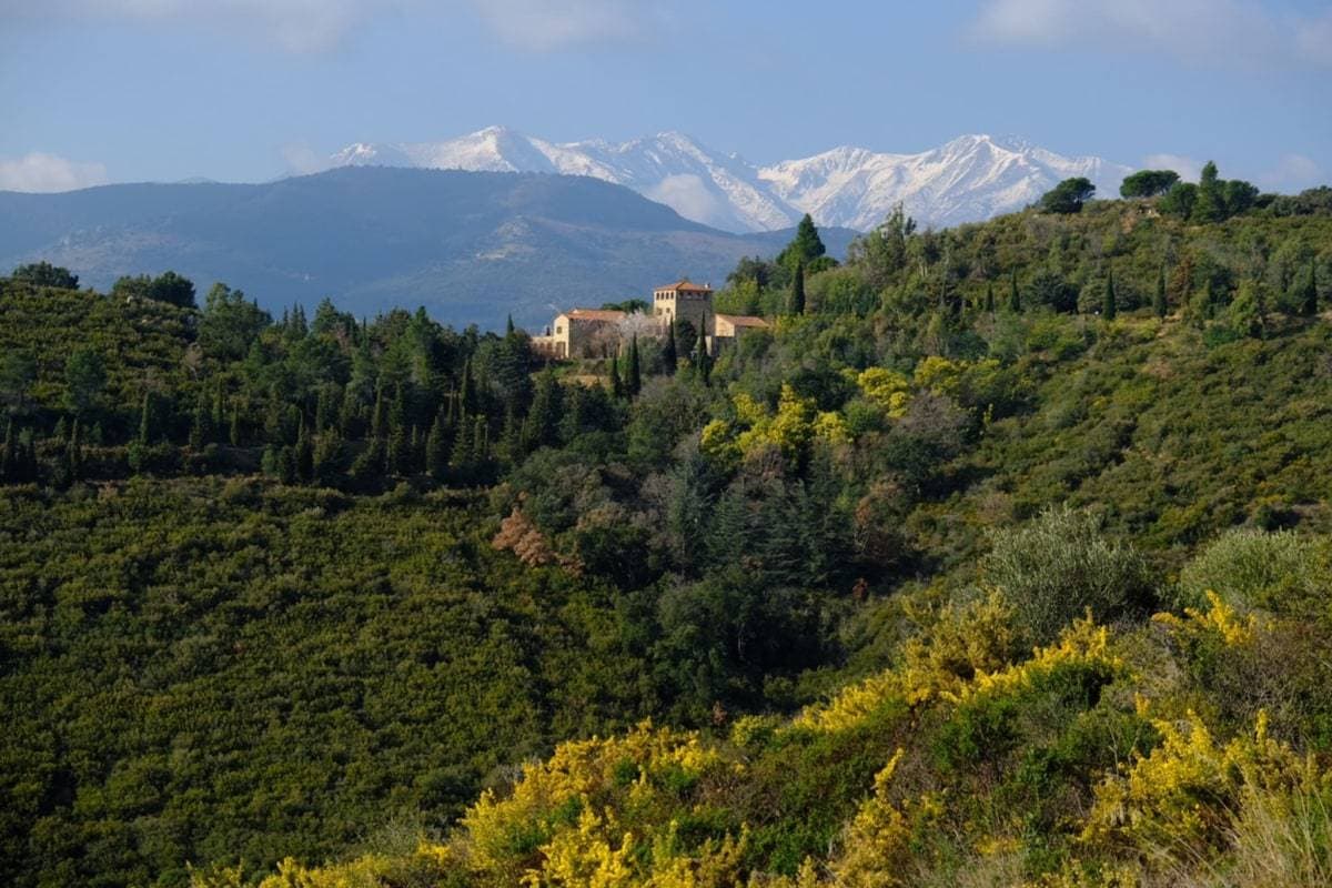 Domaine du Mas d'en Llinas 4