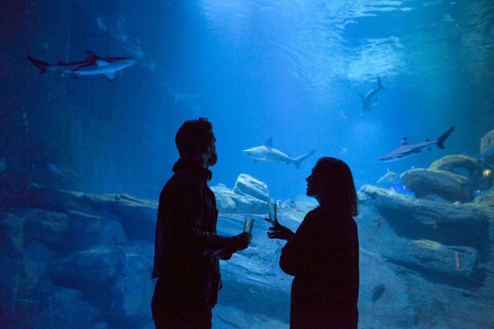 L'Observatoire à Requin 