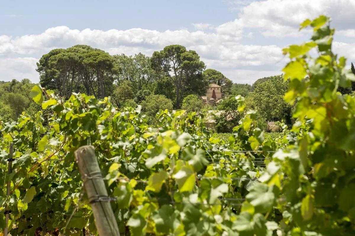 Le Domaine de Saint Martin La Garrigue 10