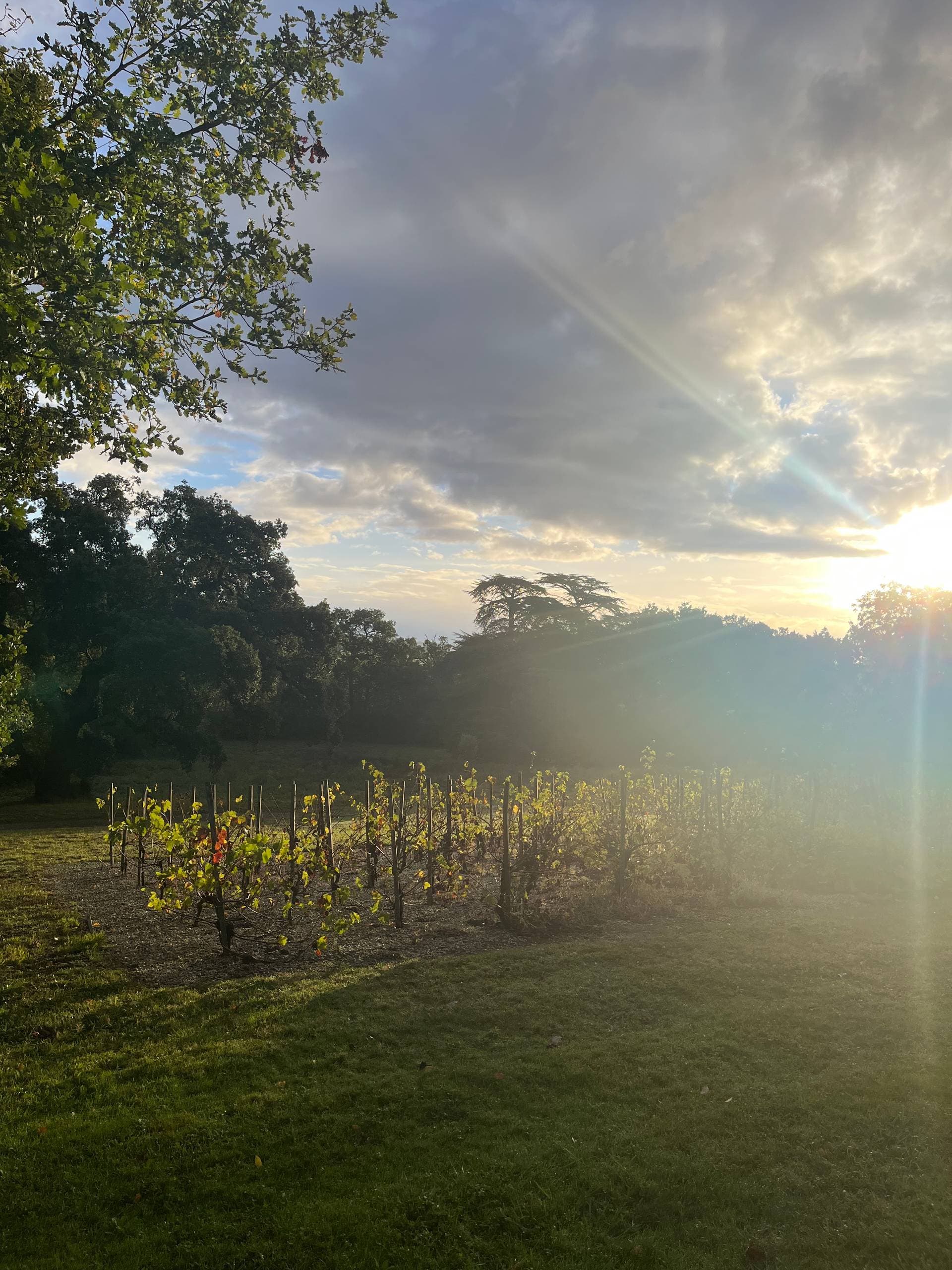 Domaine Beausoleil 13