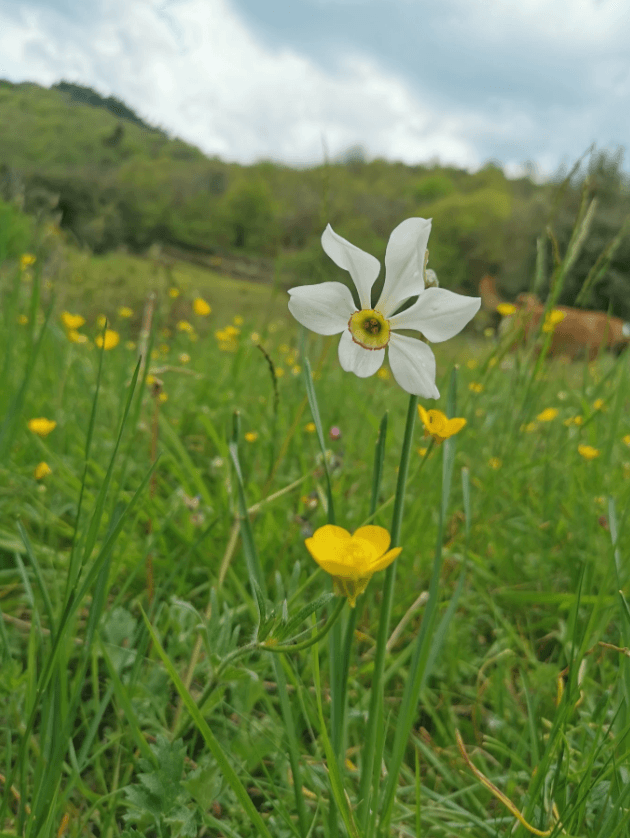 Le Domaine Le Verdier 39