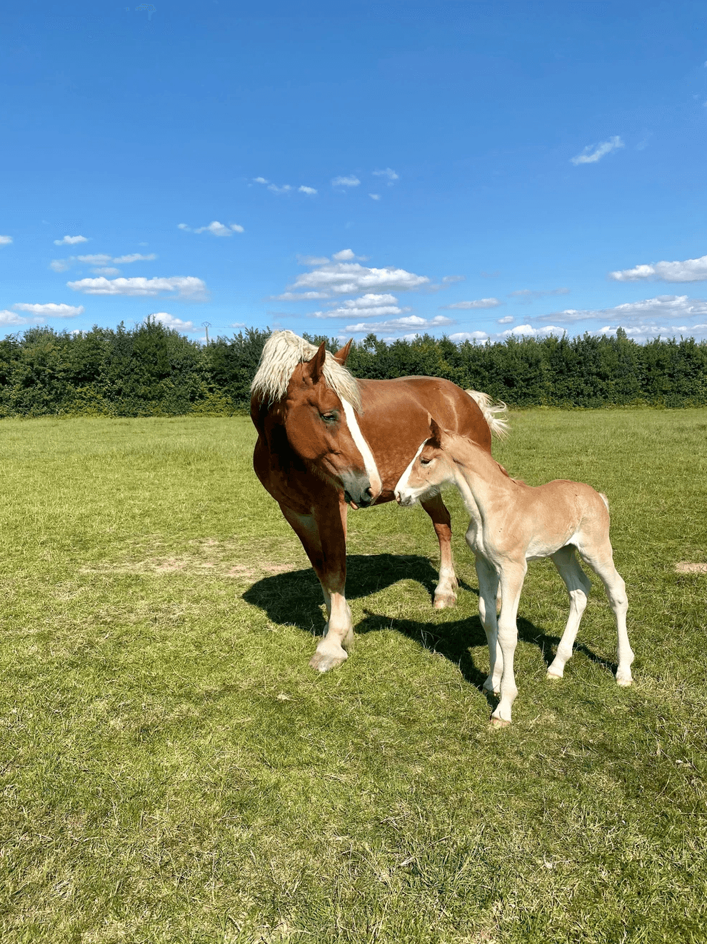 Le gîte au cheval Flamand 18