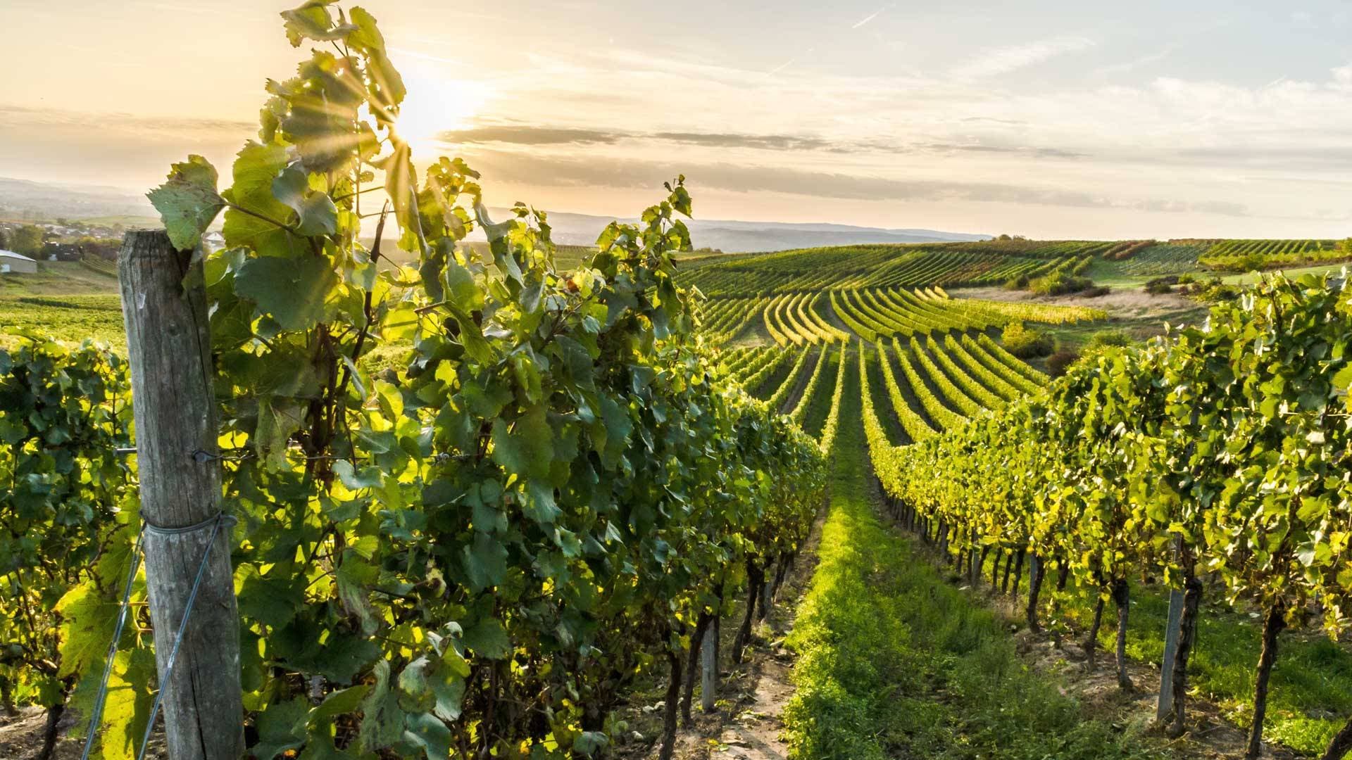 Hofgut Wißberg – Das Weinberghotel 27