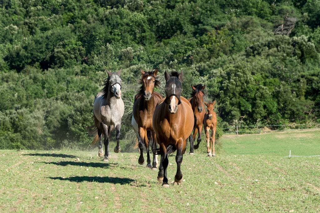 Le Domaine de Gressac 41