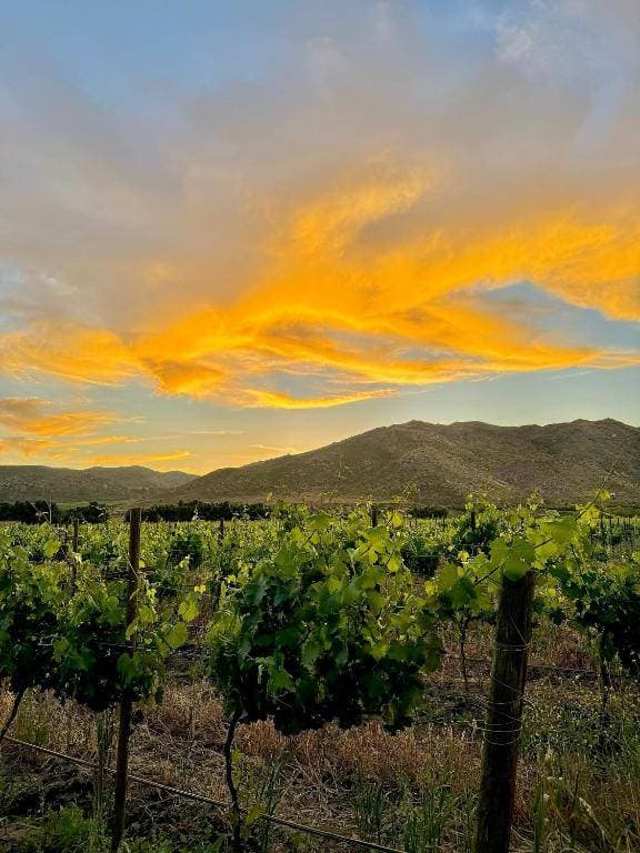 Bruma Wine Resort 2