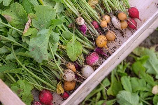Le Village Potager 19
