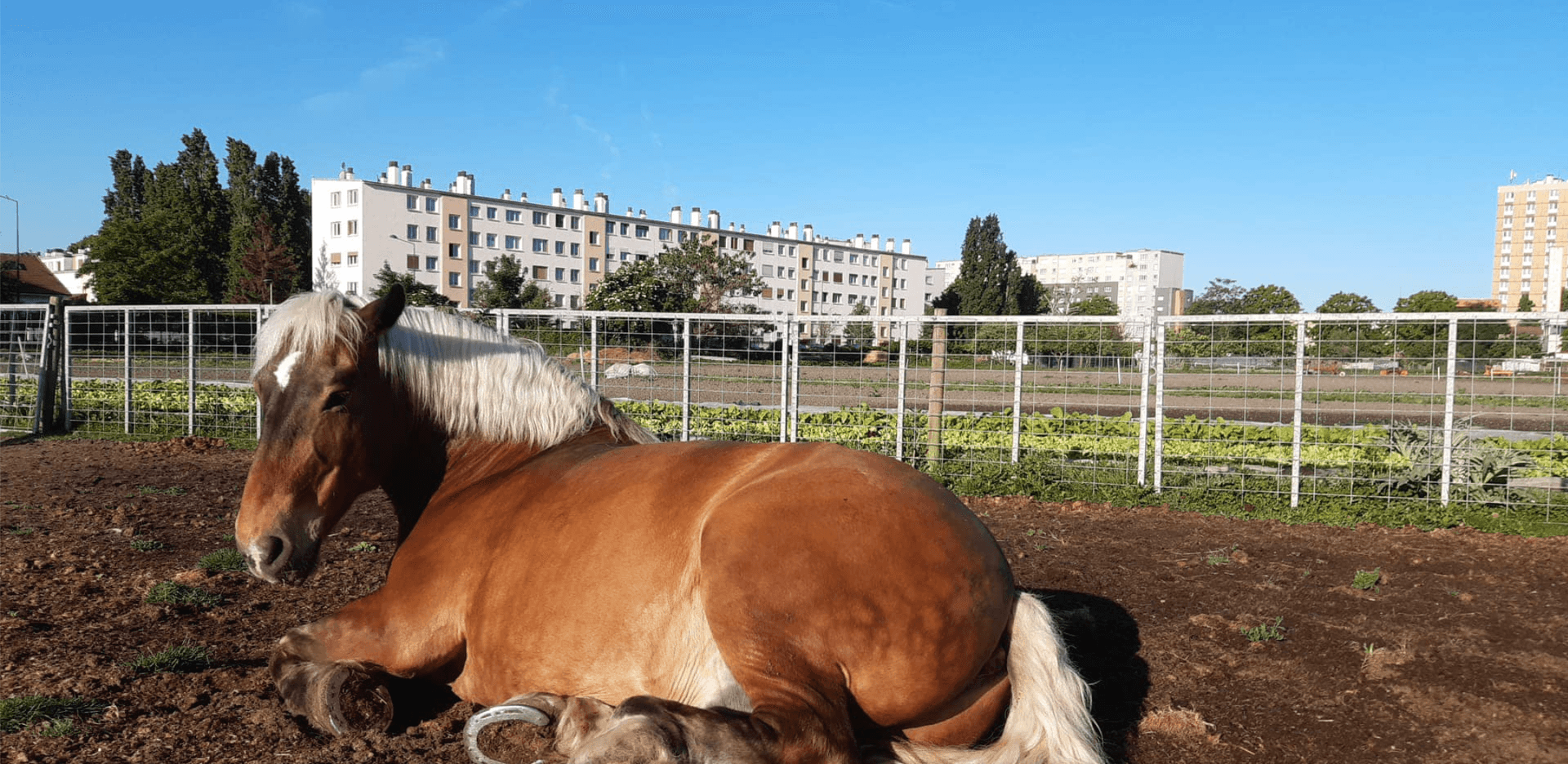 La Ferme de Gally - Saint Denis 18