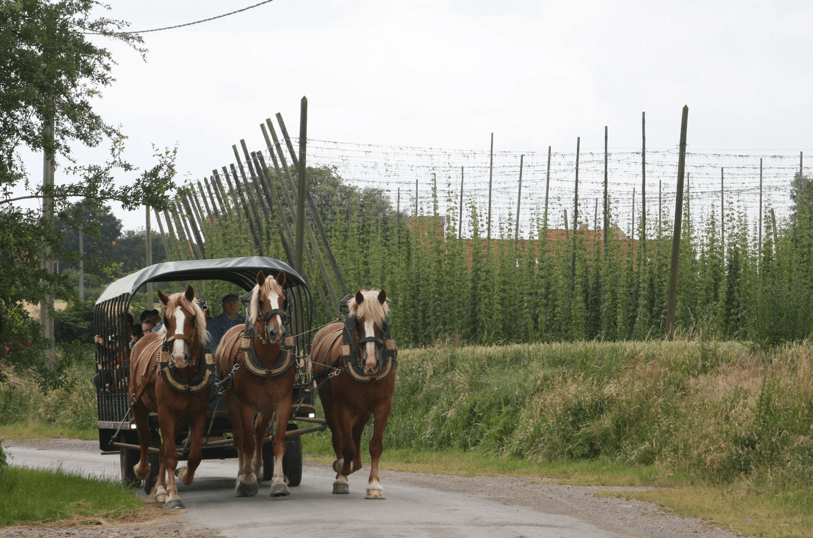 Le gîte au cheval Flamand 17