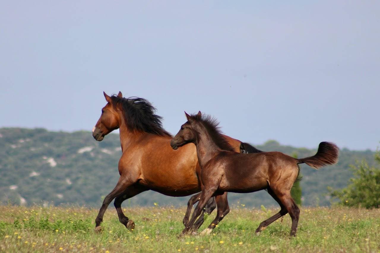 Le Domaine de Gressac 44