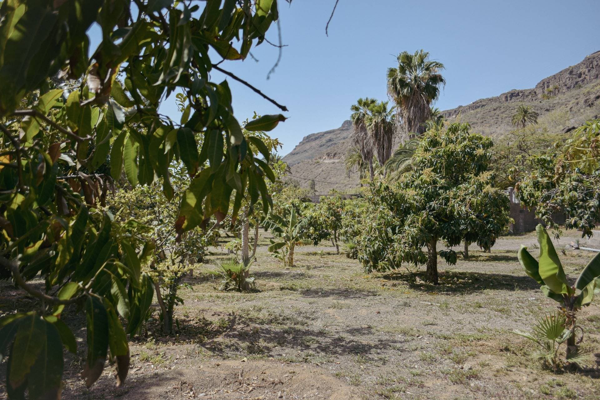 Finca - Los Tanquillos 12