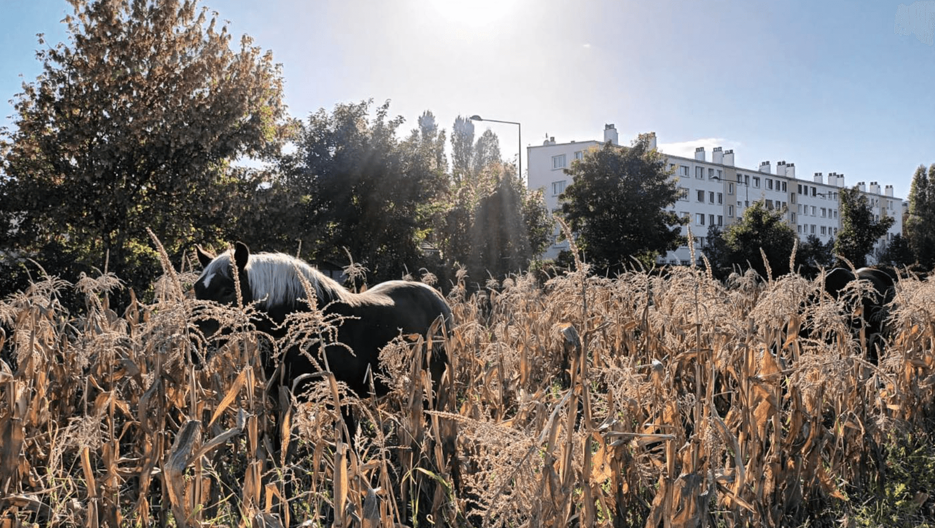 La Ferme de Gally - Saint Denis 17