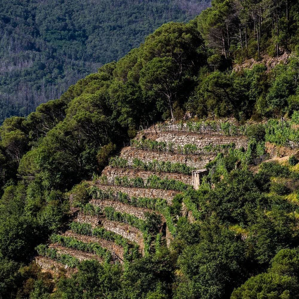 La Brinca 9