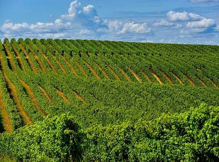 Domaine de Saint Orens 4