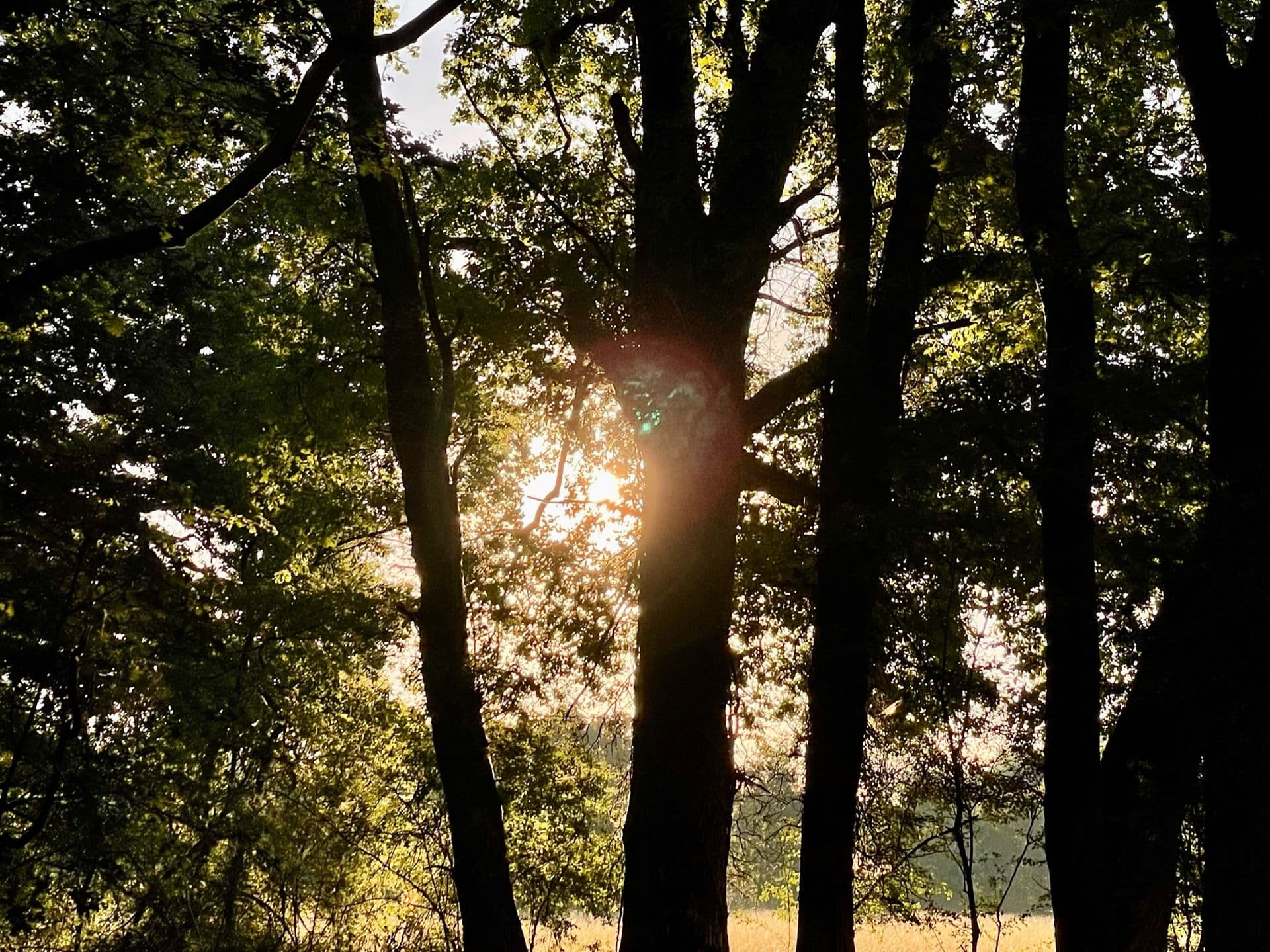 Le Domaine du Grand Nouer 35