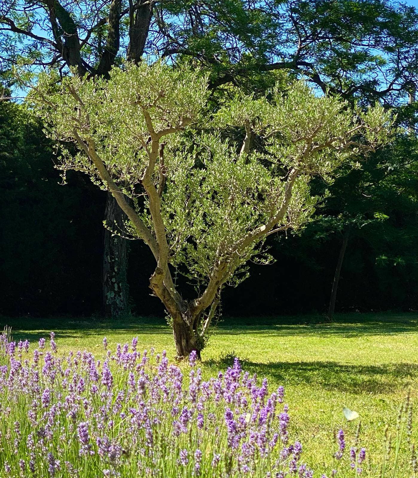 Domaine Arbaud 26