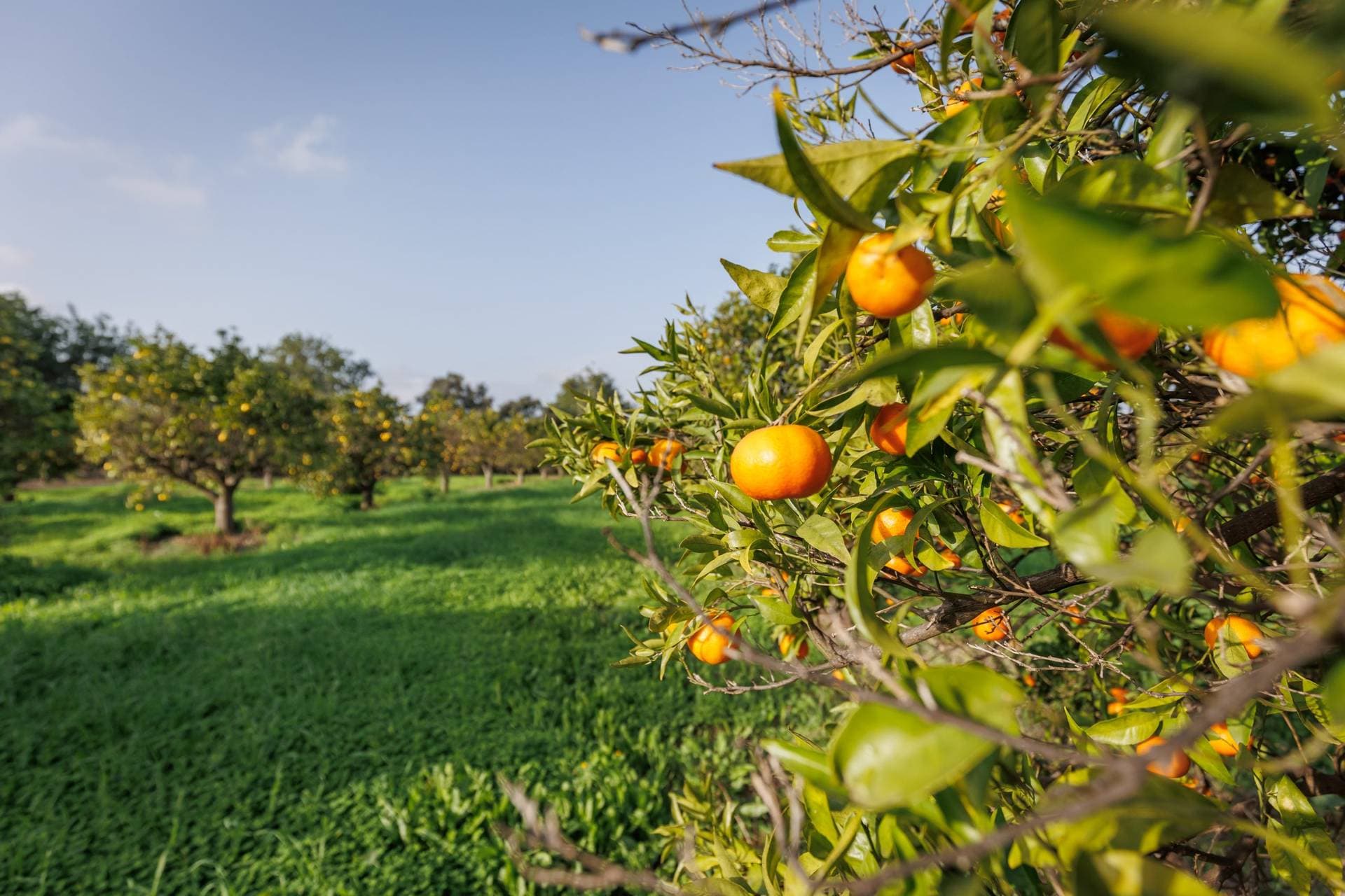 Laranjal Farm House 7