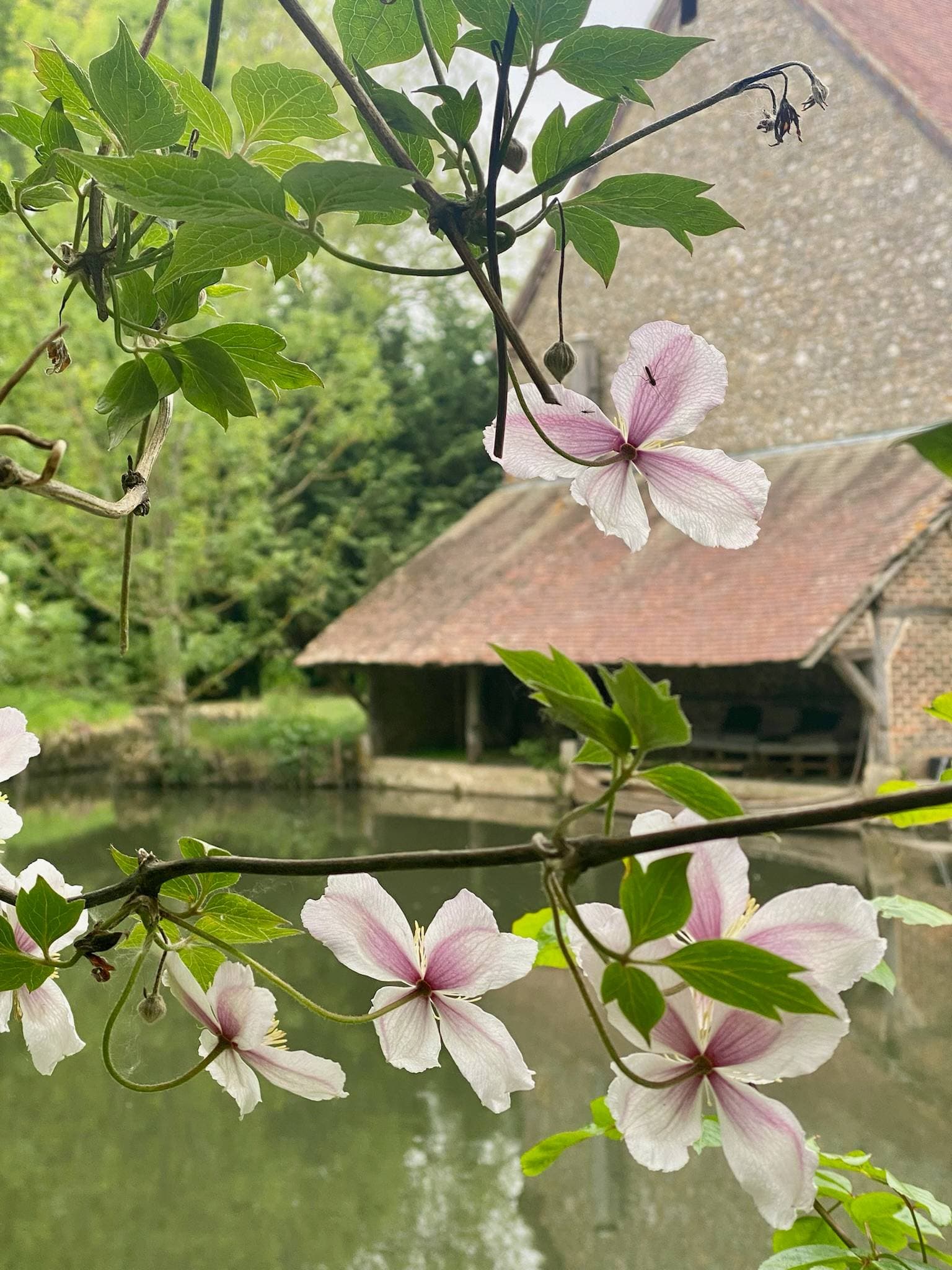 Le moulin de Masson 16
