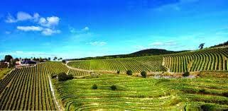 Bodega Berroja 5