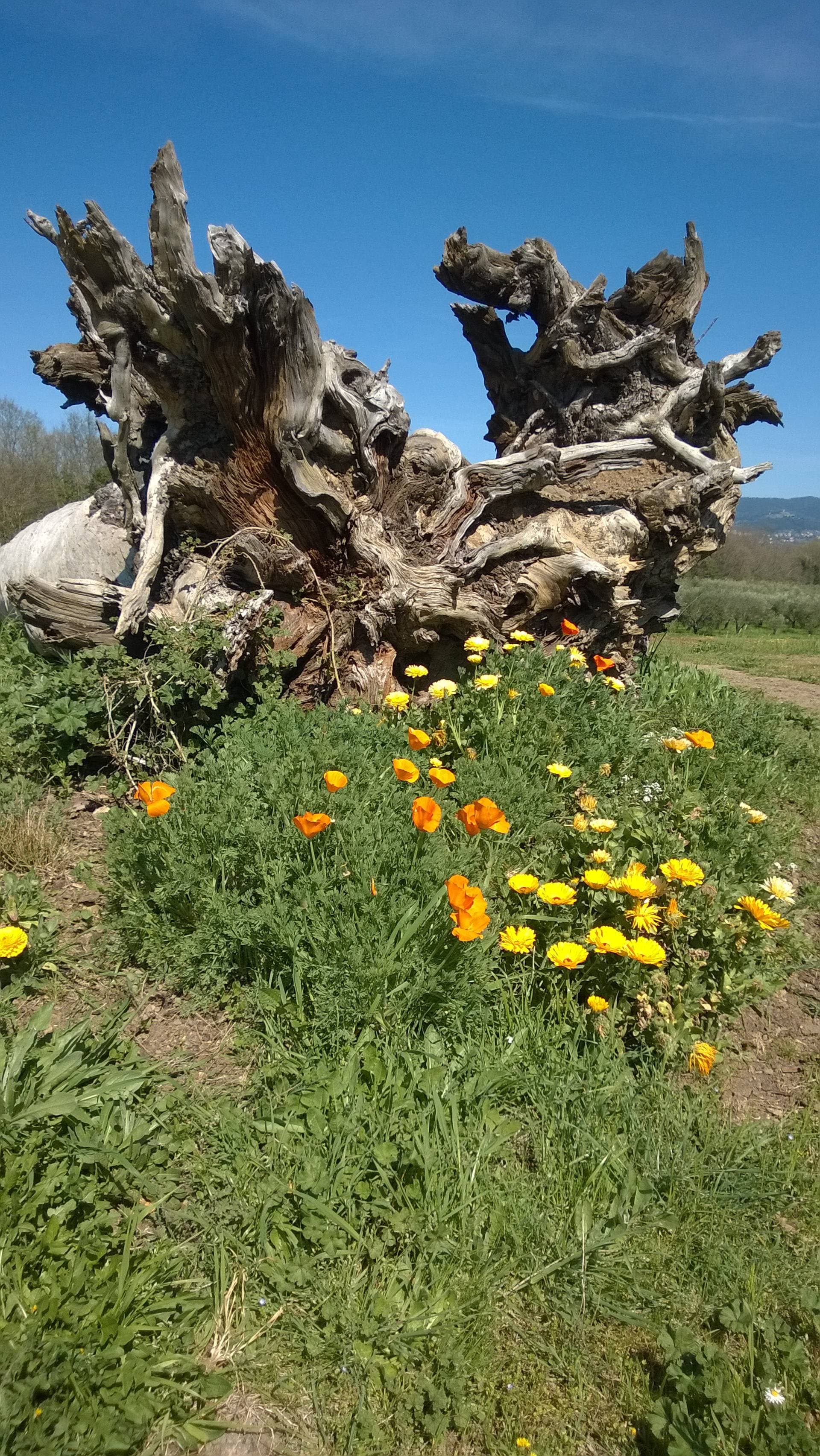 Agriturismo Torre Venturini 7
