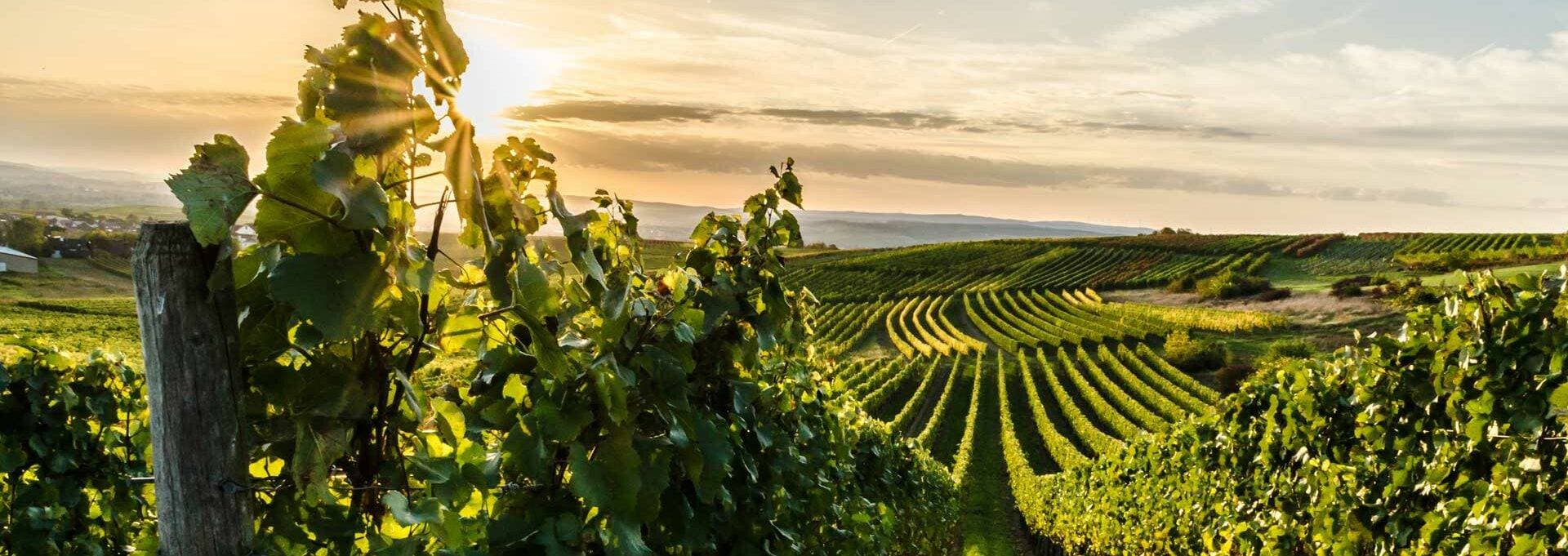 Hofgut Wißberg – Das Weinberghotel 18