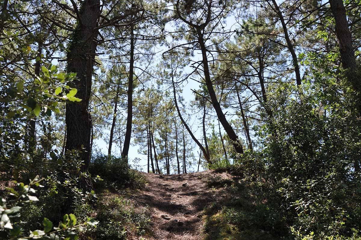 Le Domaine des Pins 13
