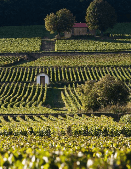 Bellevigne Bourgogne 3