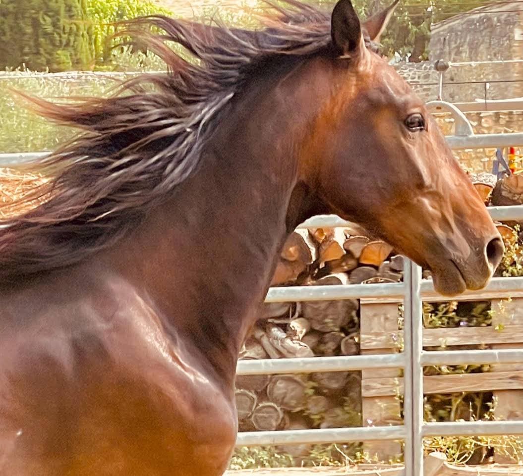 Le Domaine de Gressac 43