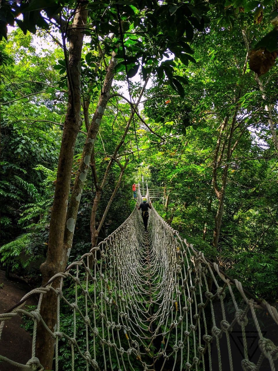 A person walks across a rope bridge suspended high in a lush green forest