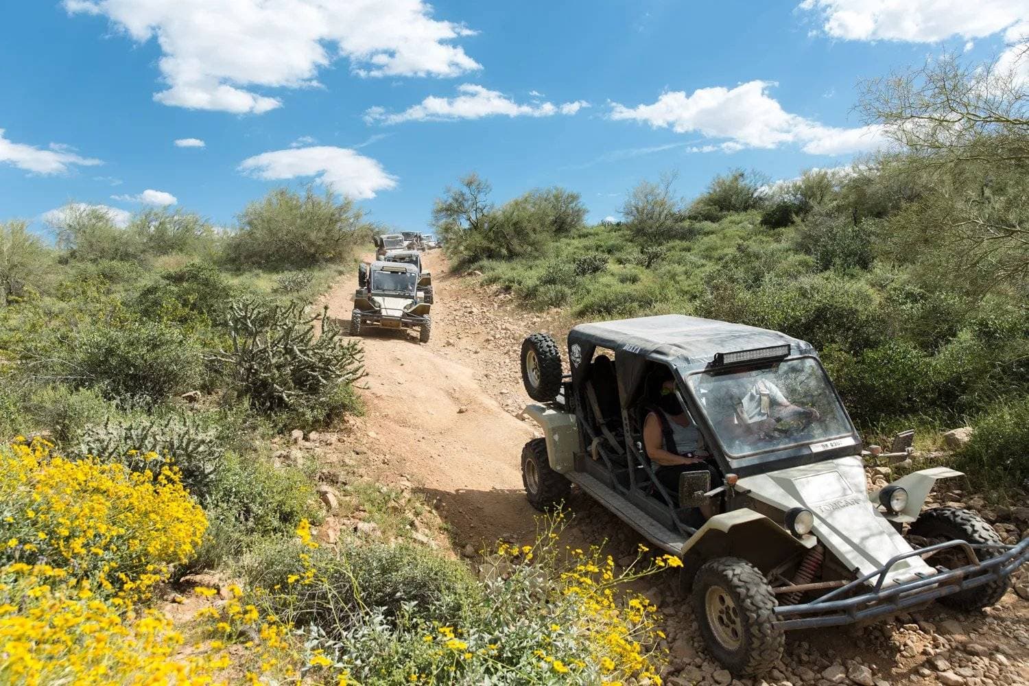 Desert Wolf Tours 1