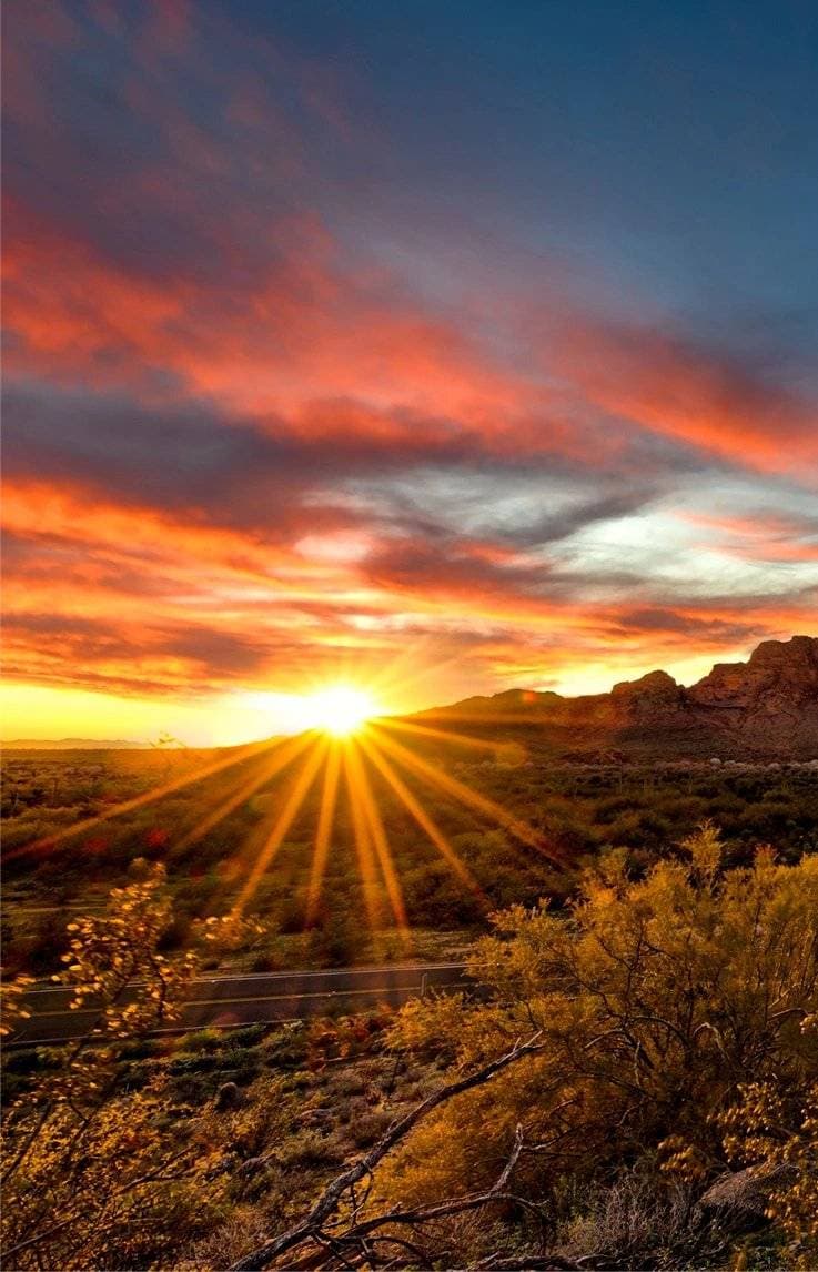 Wild Bunch Desert Guides 1