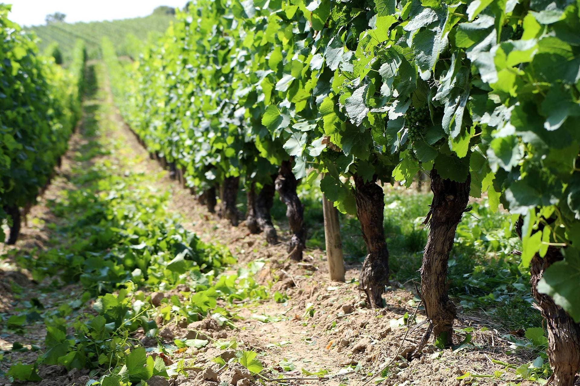 Weingut Schulz 1