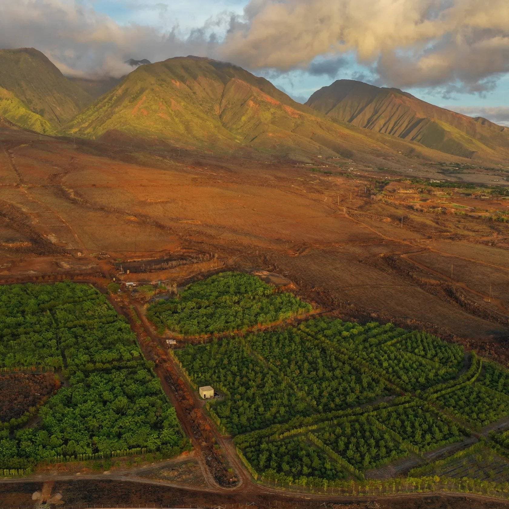 Maui Chocolate Tour 1